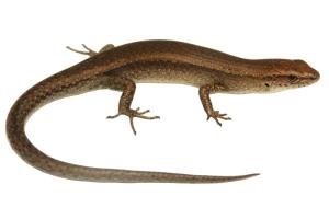 Lampropholis delicata © Nick Harker