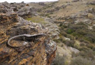 Otago skink (Mokomoko). © Joel Knight