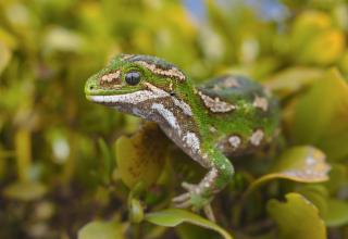 Jewelled gecko (Otago Peninsula). © Samuel Purdie
