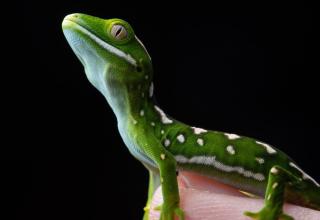 Juvenile Northland green gecko (Captive). © Samuel Purdie