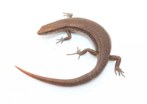 Plague skink (Lampropholis delicata) from south Auckland