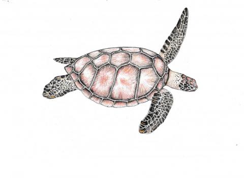 sea turtle