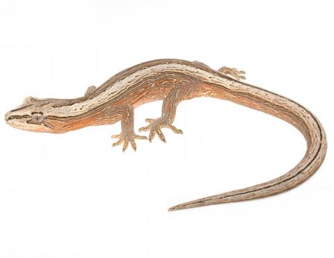 Southern striped gecko (Maud Island). © Nick Harker