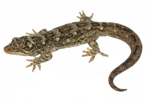 Duvaucel's gecko (Coromandel). © Nick Harker