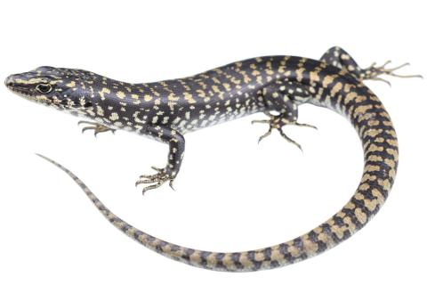 Otago skink (Western otago). <a href="https://www.instagram.com/samanimalman/">© Samuel Purdie</a>