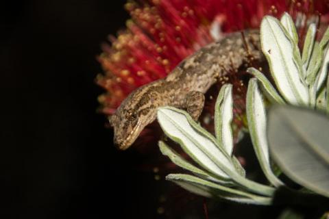 Poor Knights Gecko (Poor Knights Islands). <a href="http://edinz.com/">© Edin Whitehead</a>