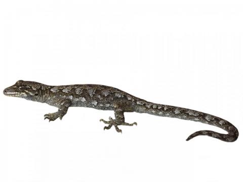 Broad-cheeked gecko (Franz Josef, South Westland). ©Rheanne Sullivan