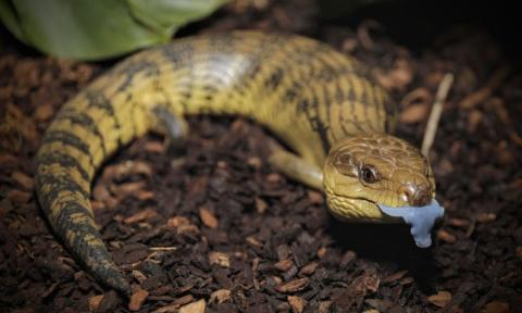 Common blue-tongued skink. <a href="https://www.instagram.com/joelknightnz/">© Joel Knight</a>