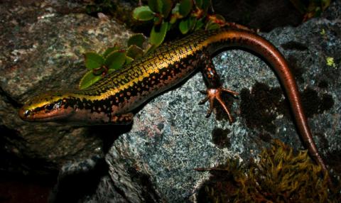 Sinbad skink basking. <a href="https://www.flickr.com/photos/rocknvole/">© Tony Jewell</a>