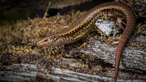 Alborn skink male. photo by James Reardon <a href="https://creativecommons.org/licenses/by/4.0/">(CC BY 4.0)</a>