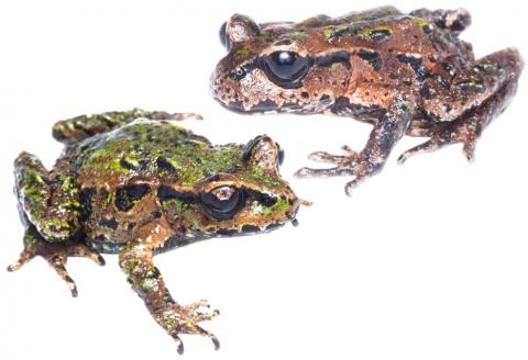 Archey's frog (Whareorino). <a href="https://www.instagram.com/samanimalman/">© Samuel Purdie</a>