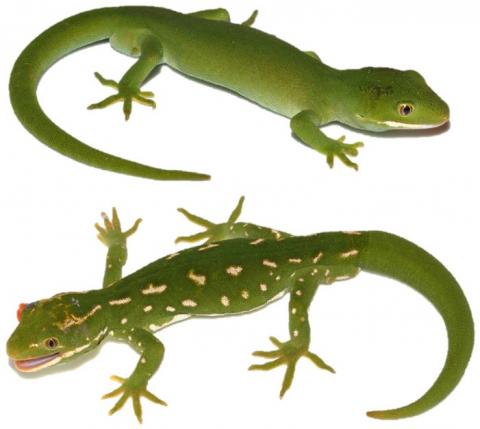 Aupōuri geckos from the northern (above) and southern (below) extent of their distribution. <a href="https://www.instagram.com/nickharker.nz/">© Nick Harker</a>