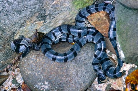 Laticauda colubrina