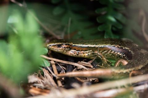 Chatham's skink (Rangatira/South East Island). <a href="http://edinz.com/">© Edin Whitehead</a>