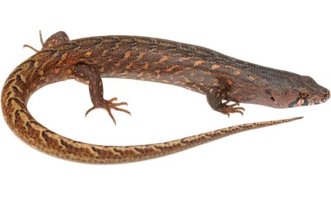 Chevron skink (Aotea / Great Barrier Island). © Nick Harker