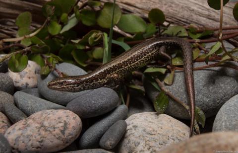 Cobble skink (West Coast). © James Reardon