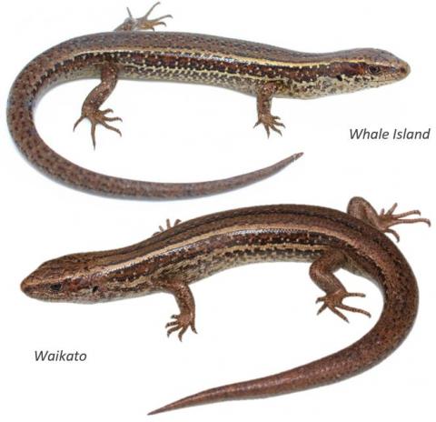 Crenulate skinks (Moutohorā / Whale Island and Waikato). <a href="https://www.instagram.com/nickharker.nz/">© Nick Harker</a>