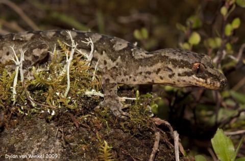 Dactylocnemis pacificus