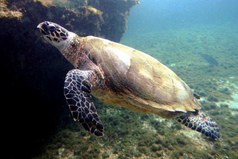 Eretmochelys imbricata. photo credit: <a href="https://commons.wikimedia.org/wiki/User:Thierry_Caro">Thierry Caro</a> <a href="https://creativecommons.org/licenses/by-sa/3.0/deed.en">CC BY-SA 3.0</a>