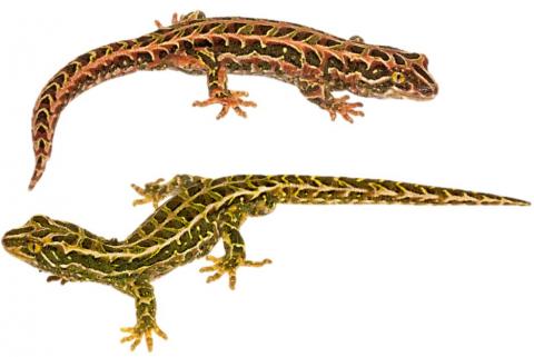 Harlequin geckos (Stewart Island). <a href="https://dylanvanwinkel.wordpress.com/photo-galleries/reptiles/">© Dylan van Winkel</a>