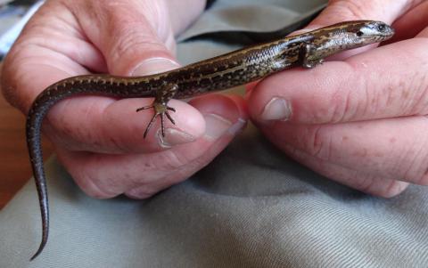 Hokitika skink right lateral surface (Hokitika, West Coast). © Les Moran 