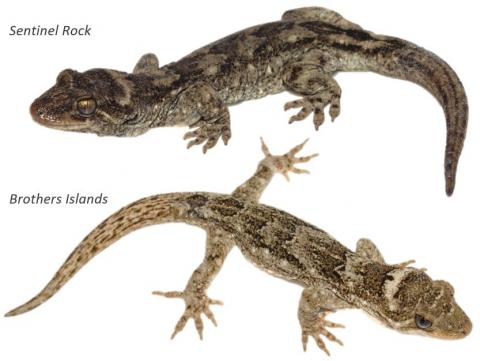 Southern Duvaucel's geckos. <a href="https://www.instagram.com/nickharker.nz/">© Nick Harker</a>