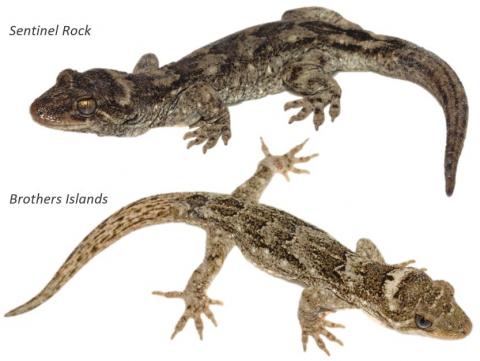 Tohu geckos. <a href="https://www.instagram.com/nickharker.nz/">© Nick Harker</a>