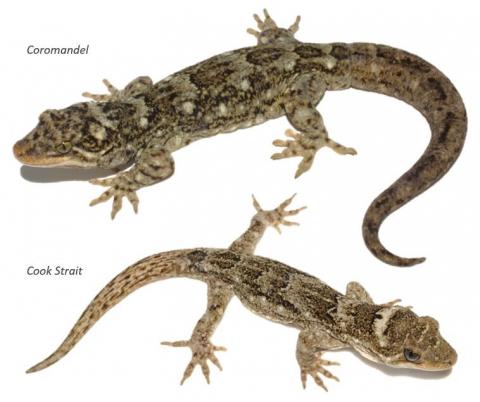 Hoplodactylus duvaucelii Northern and Southern forms (Nick Harker)