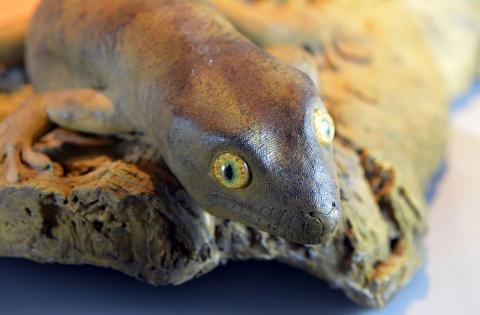 Hoplodactylus delcourti