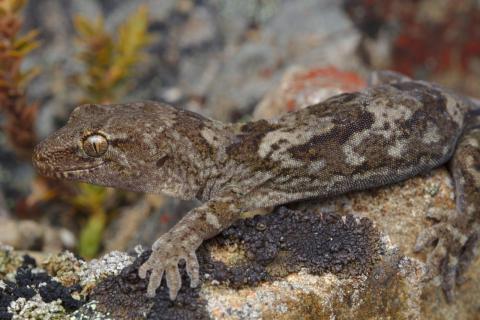 Greywacke gecko (Canterbury). © Samuel Purdie