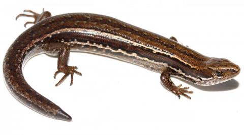 Canterbury grass skink (Lewis Pass). <a href="https://www.instagram.com/nickharker.nz/">© Nick Harker</a>