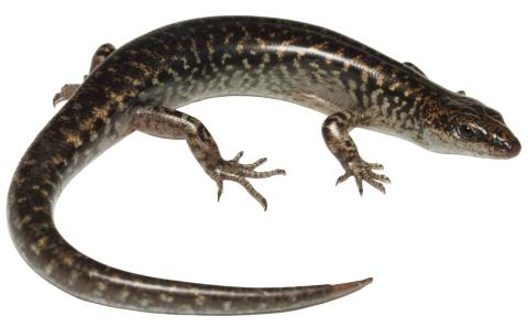 Egg-laying skink (Mercury Islands, Coromandel). © Nick Harker