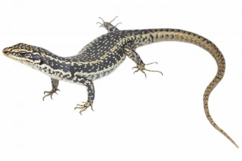 Eastern grand skink