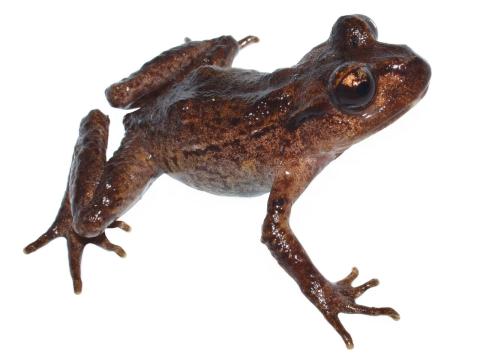 Hamilton's frog (Te Pākeka / Maud Island). © Nick Harker