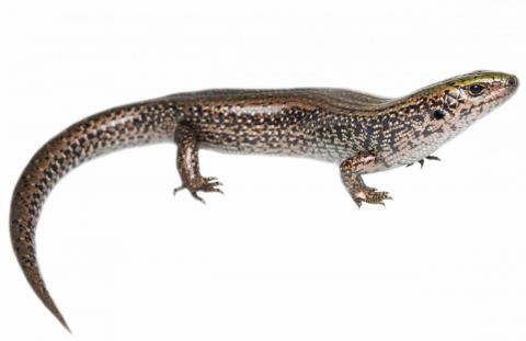 Adult Green Skink (Seaward Moss, Southland). © Samuel Purdie