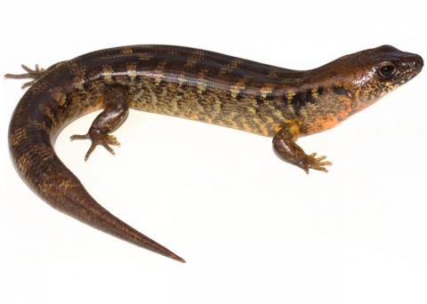 Robust skink (Northland). <a href="https://www.instagram.com/nickharker.nz/">© Nick Harker</a>