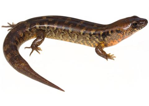 Robust skink (Northland). © Nick Harker