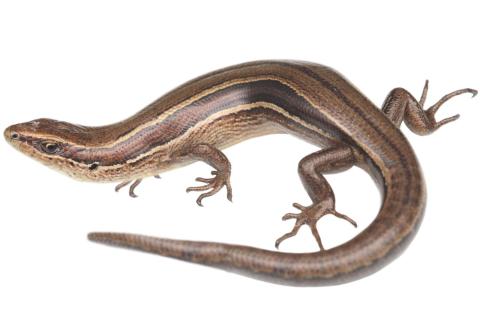 Rockhopper skink (North Otago). © Samuel Purdie