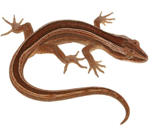 Northern striped geckos (Coromandel Peninsula). © Nick Harker