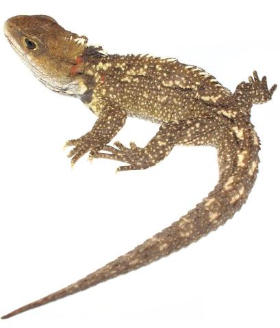 Tuatara (Sphenodon punctatus) from Brother's Islands