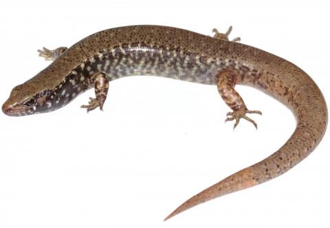 Whitaker's skink (Ngā Manu Nature Reserve). <a href="https://www.instagram.com/nickharker.nz/">© Nick Harker</a>