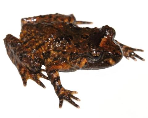 Hochstetter's frog (Waitakere Ranges, Auckland). <a href="https://www.instagram.com/nickharker.nz/">© Nick Harker</a>