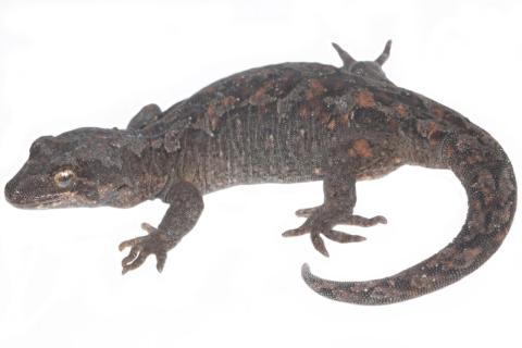 Tākitimu gecko (Tākitimu Mountains). © Samuel Purdie