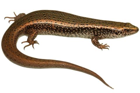 Canterbury spotted skink (Orana Park, Christchurch). © Nick Harker