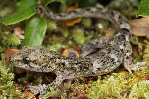 Mountain beech gecko (Eastern Fiordland). © Samuel Purdie