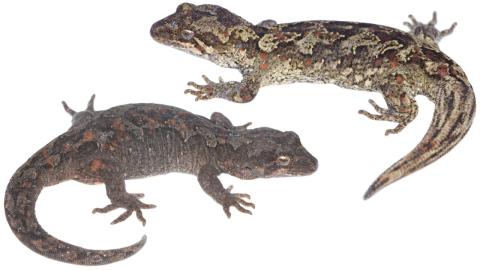 Tākitimu geckos (Tākitimu Mountains). <a href="https://www.instagram.com/samuelpurdiewildlife/">© Samuel Purdie</a>