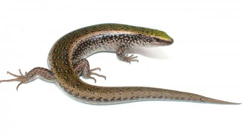Otago green skink (eastern Otago). <a href="https://www.instagram.com/nickharker.nz/">© Nick Harker</a>