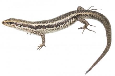 Northern long-toed skink (Marlborough). <a href="https://www.instagram.com/samuelpurdiewildlife/">© Samuel Purdie</a>