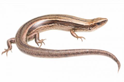 South Marlborough grass skink (Kaikōura). <a href="https://www.instagram.com/samuelpurdiewildlife/">© Samuel Purdie</a>