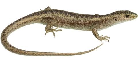 Canterbury Scree Skink (Ashburton Basin). <a href="https://www.instagram.com/nickharker.nz">© Nick Harker</a>